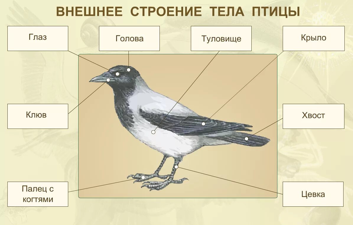 Птицы 5 класс 8. Отделы тела птиц 7 класс биология. Строение птицы. Внешнее строение птиц. Строение тела птицы.