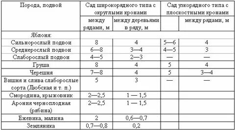 Какое расстояние между вишнями