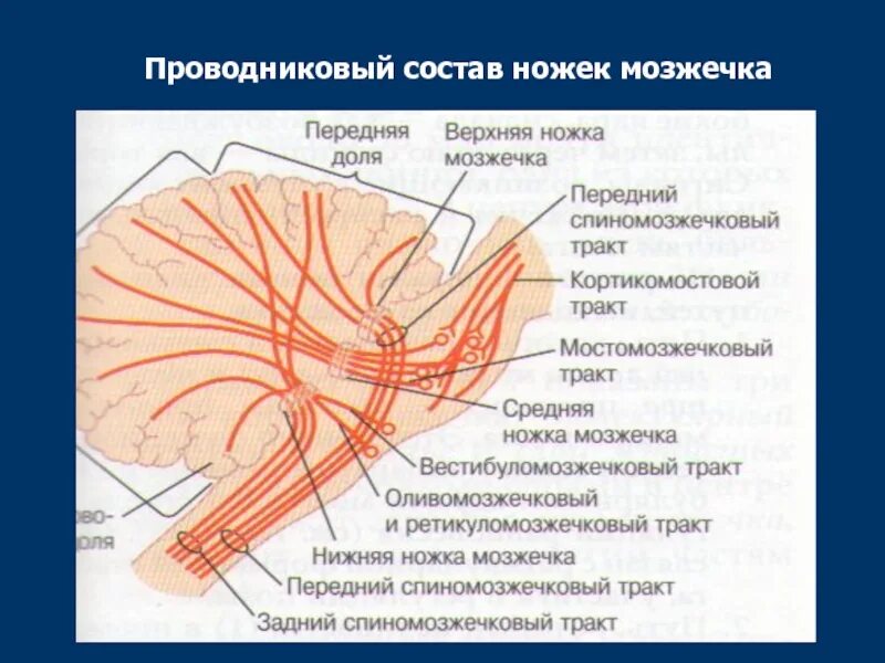 Мозжечок волокна. Проводящие пути средних ножек мозжечка. Проводниковый состав ножек мозжечка. Состав верхних ножек мозжечка. Проводящие пути проходят через средние ножки мозжечка.