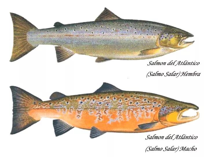 Как отличить самца форели. Атлантический лосось Salmo Salar. Форель самка и самец. Форель отличить самца от самки. Лососевая форель кумжа.