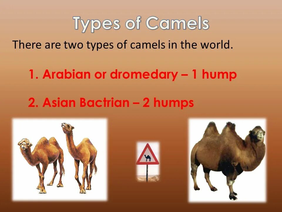 The camel was very thirsty. Верблюды виды. Методика Camels. Виды верблюдов названия. Camel виды.