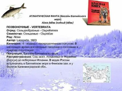 Балтийский значение
