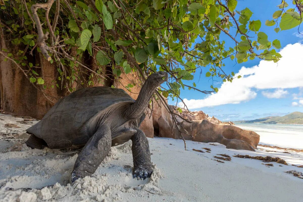 Сейшельские черепахи. Остров Альдабра Сейшелы черепахи. Гигантская черепаха Альдабра. Атолл Альдабра Сейшельские острова. Черепаха Альдабра на Сейшелах.