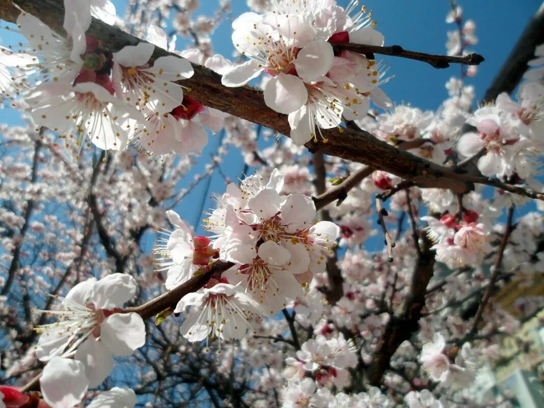 абрикосовое дерево цветение. абрикос дичка цветет. абрикос сибирский цветение. урюк дерево цветет. цветение абрикоса.