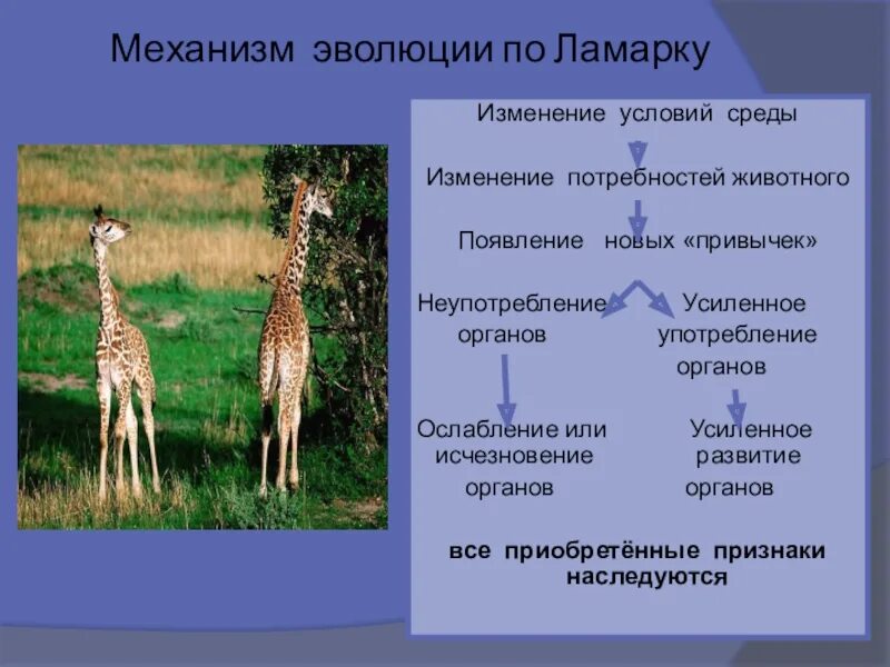 Механизмы эволюции. Механизм эволюции Ламарка. Теория по Ламарку. Механизмы возникновения эволюции.