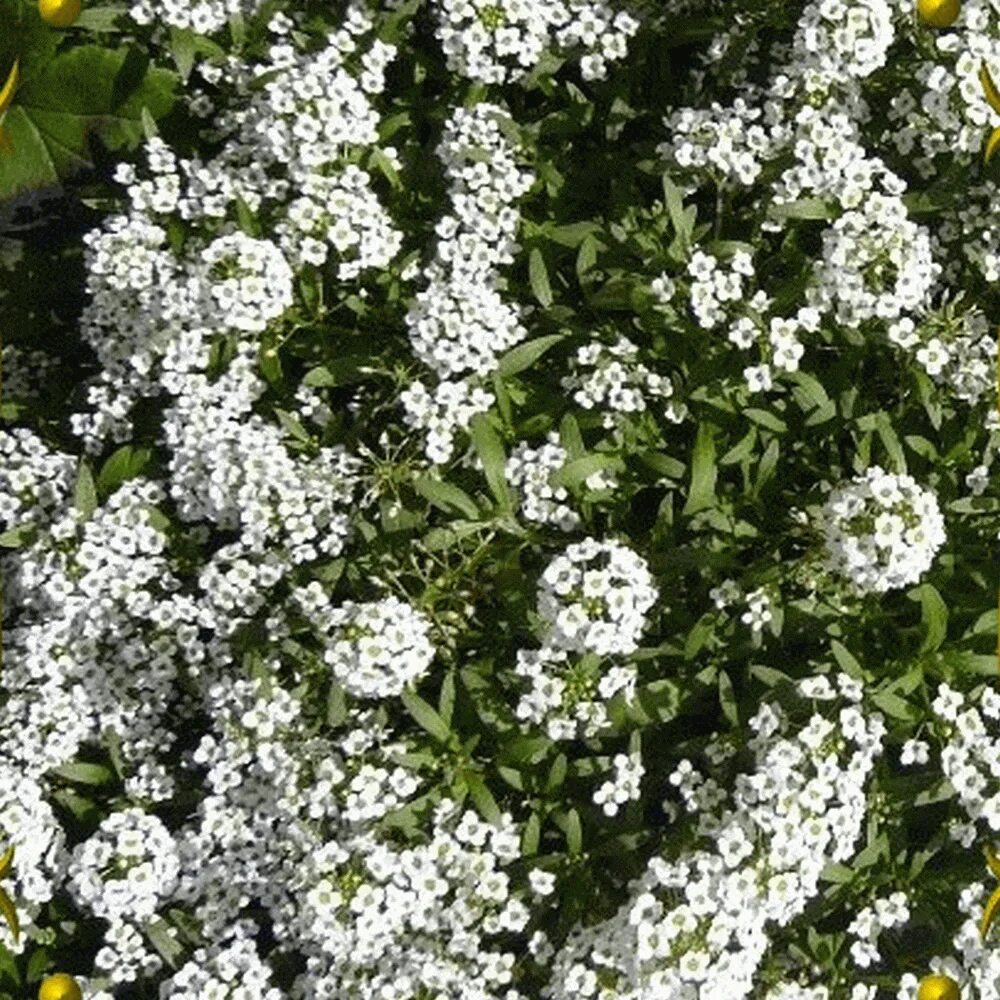 Алисум фото. Алиссум лобулярия. Алиссум Lobularia maritima. Лобулярия Звездный жемчуг. Лобулярия Сноу карпет.