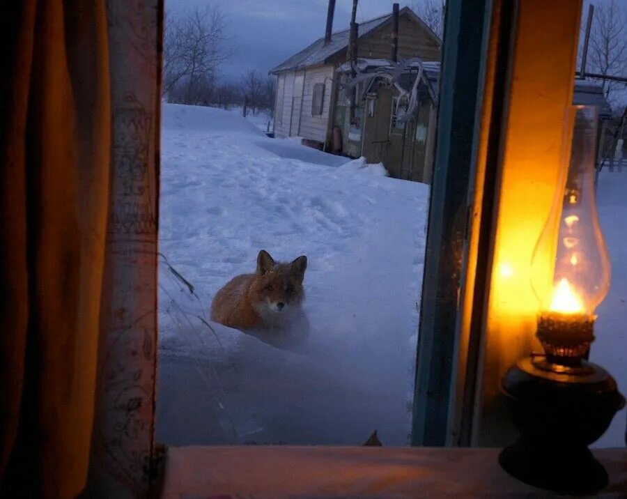 Лисье окошко