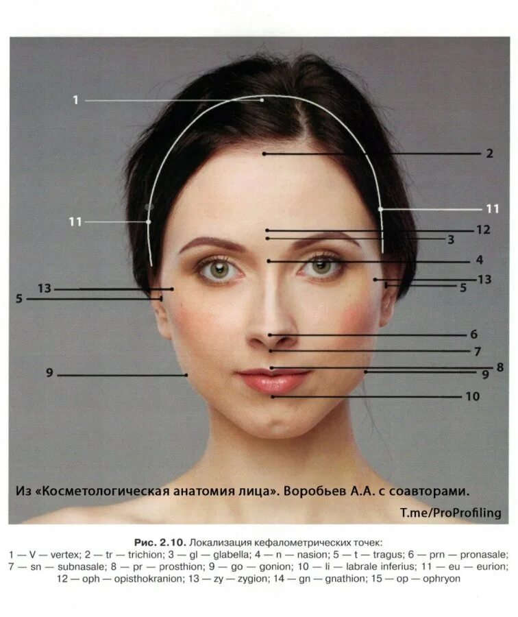 Наименования лиц. Строение лица. Схема строения лица. Анатомические ориентиры на лице. Строение человеческого лица.