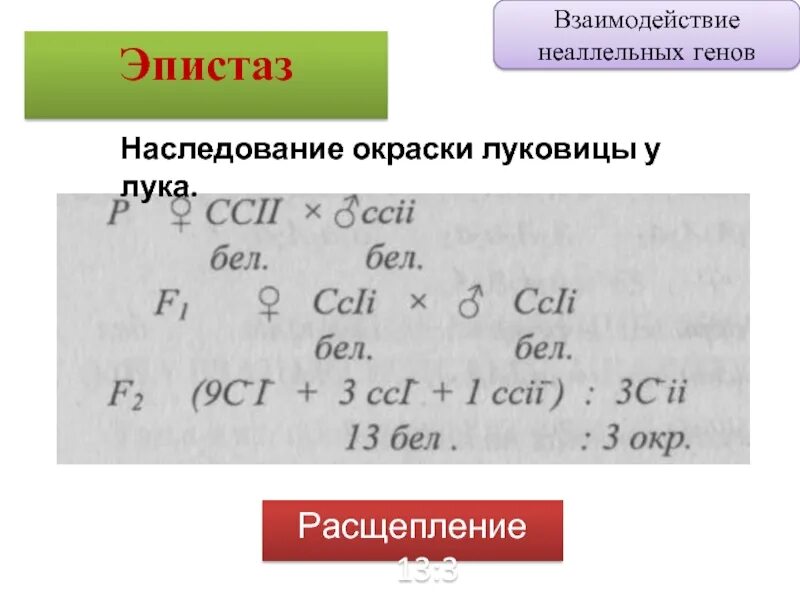 Распад 13. Взаимодействие неаллельных генов эпистаз. Эпистаз расщепление. Наследование при взаимодействии генов эпистаз. Расщепление 13 3.