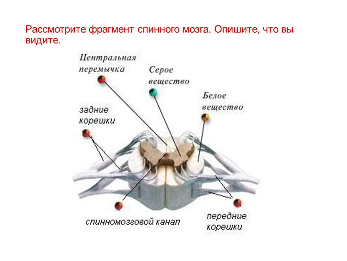 Структура спинного мозга человека. Внутреннее строение спинного мозга. Схема внешнего строения спинного мозга. Внешнее строение спинного мозга анатомия.