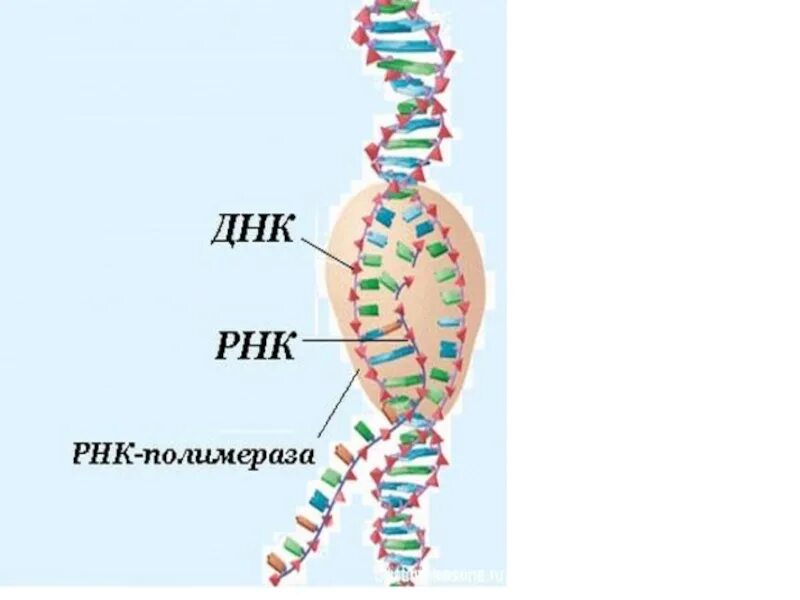 Структуры ДНК РНК АТФ. Нуклеиновые кислоты ДНК И РНК. ДНК И РНК полимеразы. Нуклеиновые кислоты ДНК РНК АТФ.