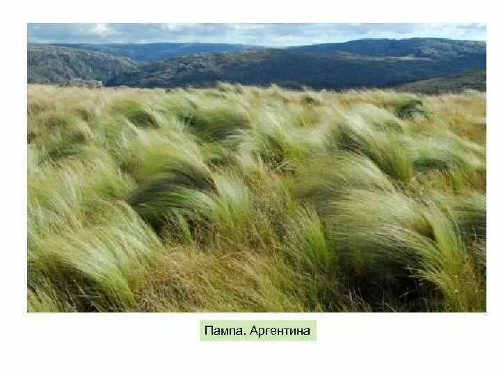 Пампа природная зона южной америки. Пампа Аргентина. Пампасы Южной Америки. Пампасы Аргентины. Ковыль пампасы.