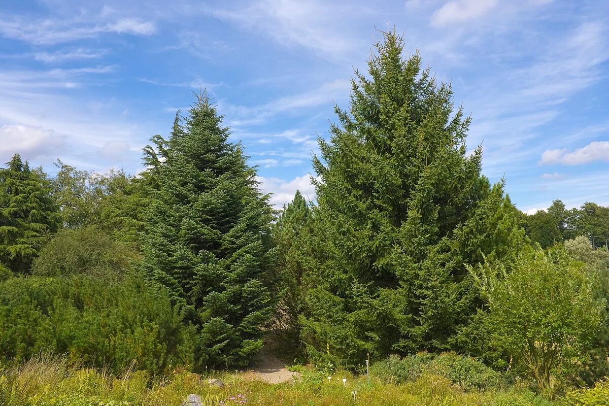 Породы хвойных ель. Abies Alba pyramidalis. Ель Сибирская Picea obovata. Пихта Сибирская (Ábies sibírica). Пихта Лесная Уральская.