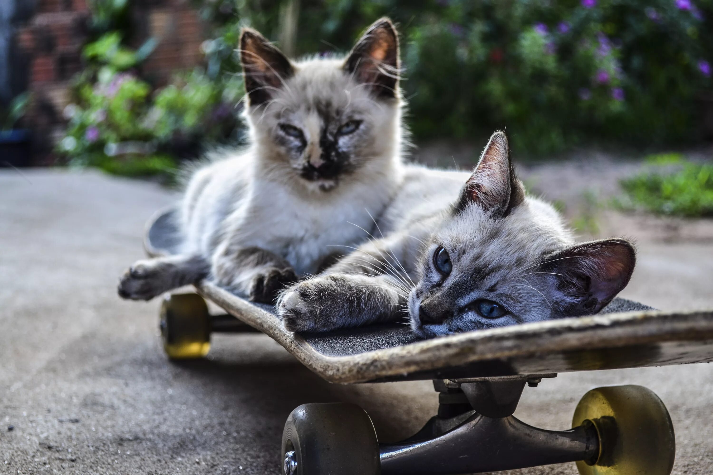 Коты ездят. Кот на скейте. Котенок на скейтборде. Кот катается на скейте. Котик катается на скейтборде.