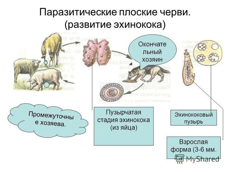 Цикл развития плоских червей схема. Циклы развития плоских червей биология 7 класс. Циклы развития паразитических плоских червей. Плоские черви,цикл развития схема.