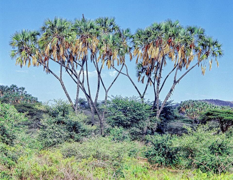 В какой природной зоне растет пальма. Hyphaene thebaica. Египетская имбирная Пальма. Пальма дум в Африке. Пальма дум в саванне.