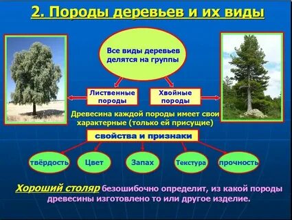 Основные породы хвойных лесов