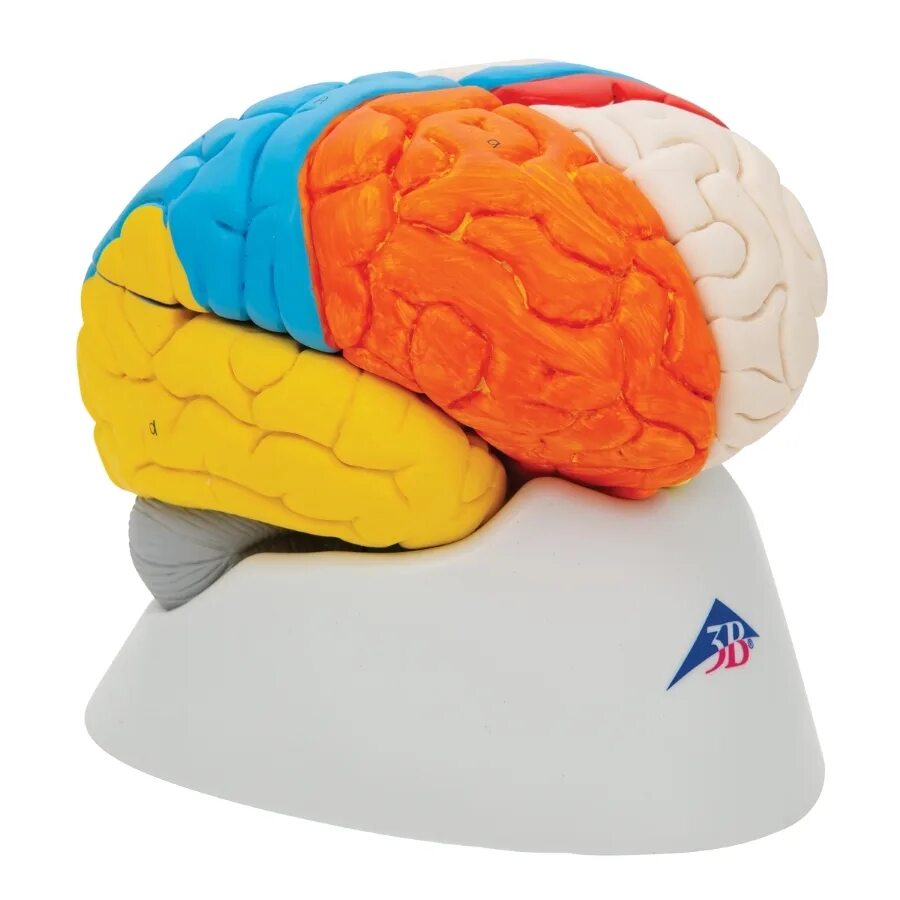 Brain model. Анатомическая модель мозга. Модель мозга человека. Модель мозга лазерная. Нейро мозг.