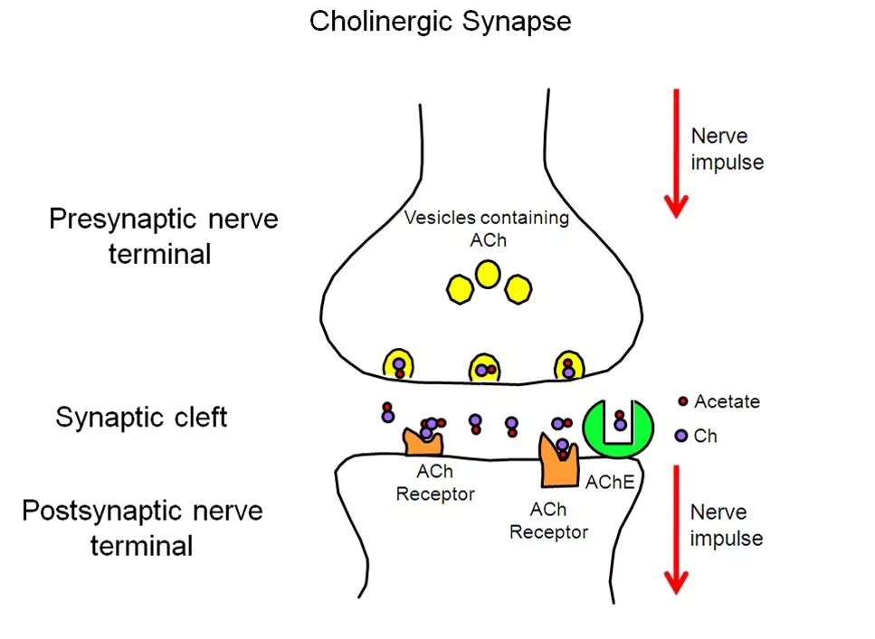 Synapse не видит наушники. Синапс ацетилхолин. Холинергический синапс фармакология. Холинергические механизмы. Холинэстераза в синапсе.