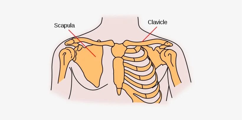 Соединение лопатки ключицы плечевой кости. Кости плечевого пояса лопатка ключица. Строение костей плечевого пояса ключица и лопатка. Соединение ключицы и лопатки анатомия.