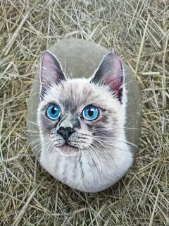 Кошки буси