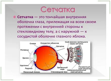 Внутри оболочка