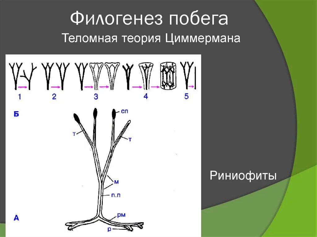 Филогенез является. Филогенез. Филогенез растений. Филогенез корня. Филогенез цветка.