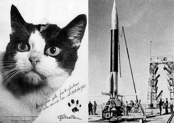 Кошка полетевшая в космос. 18 Октября 1963 года Франция кошка Фелисетт. Первая кошка космонавт Фелисетт. Кошка Фелисетт в космосе.