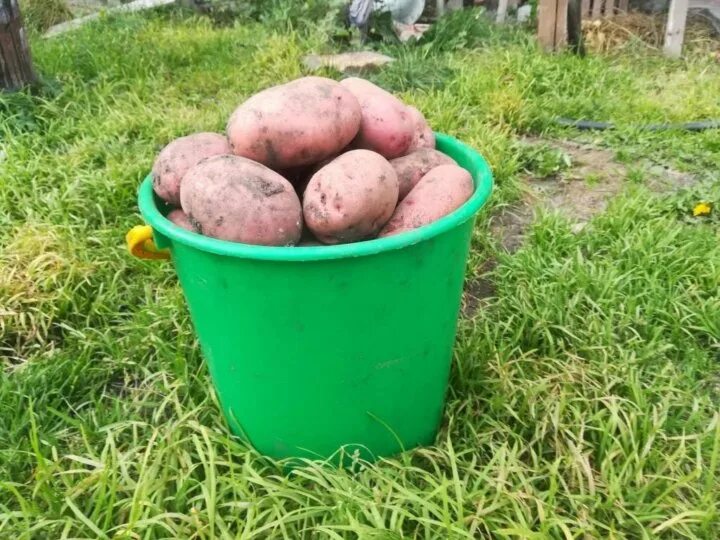 Сколько весит ведро картошки. Ведро картошки. Картофель домашний. Ведро крупного картофеля. Красный картофель в ведре.