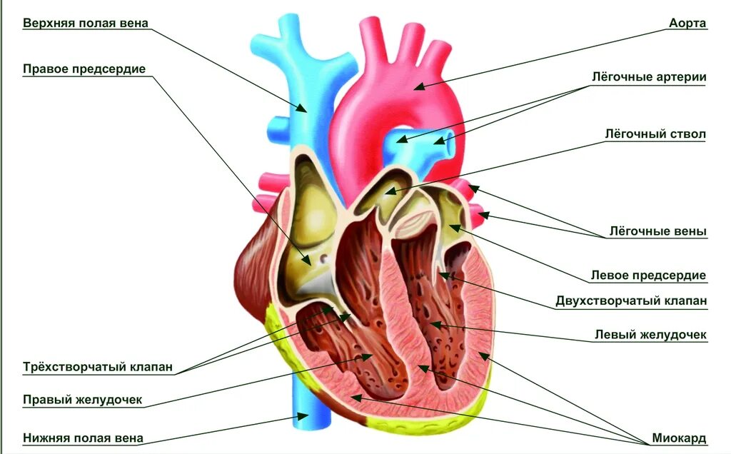 Биология человека егэ. Строение сердца человека схема. Схема сердца человека биология 8 класс. Строение сердца ЕГЭ биология. ЕГЭ биология анатомия строение сердца.
