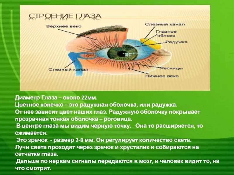 Функции радужной оболочки глаза. Радужная оболочка строение. Диаметр Радужки глаза. Строение Радужки. Радужка строение и функции.