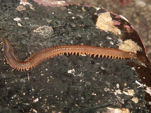 лиманный червь