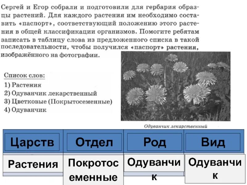 Образцы растений. Одуванчик род вид.