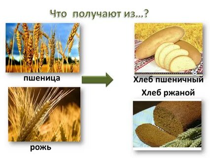 Хлеб растительное происхождение