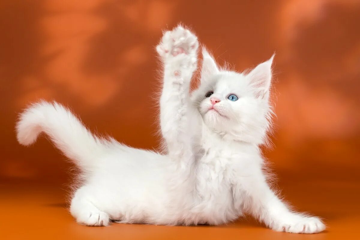 Мейн кун белый котенок. Белые мейн куны котята. Белый котенок мейн куна. Мейн кун белый кот. Мейн кун белый котенок.
