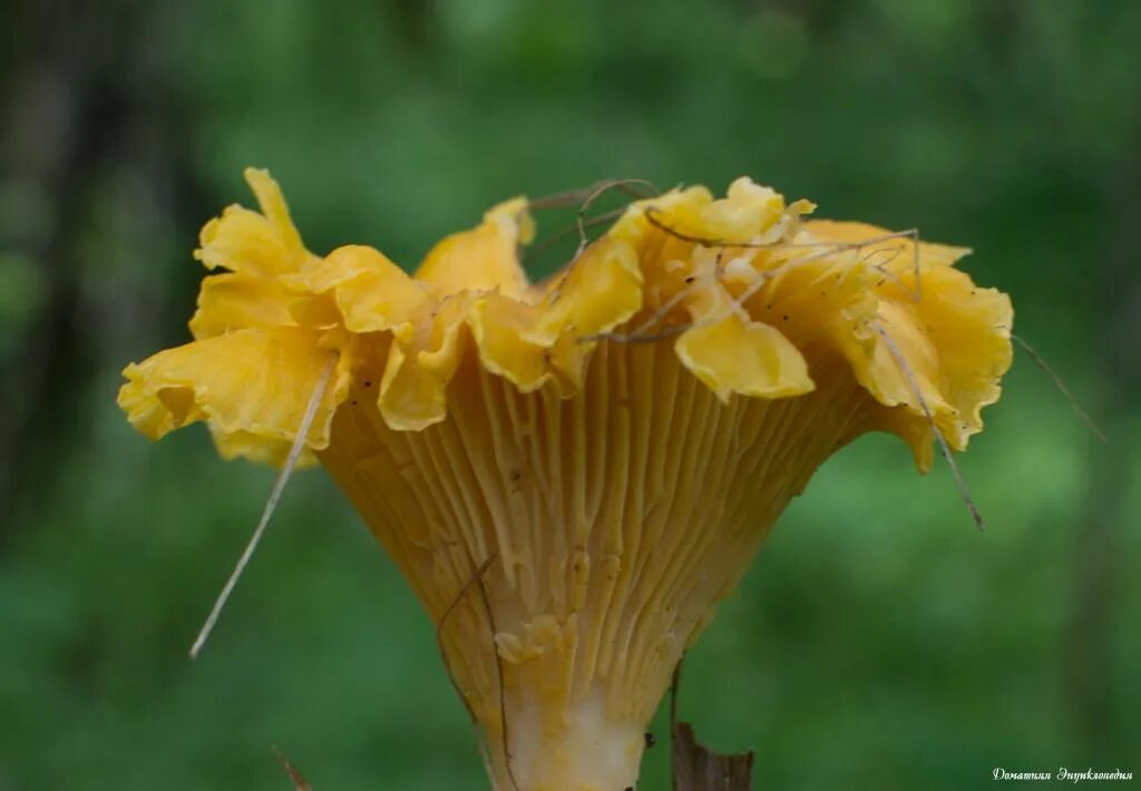 лисичка петушок гриб. грибы петушки и курочки. грибы лисички и петушки фото. зимние лисички грибы. гименофор лисички.