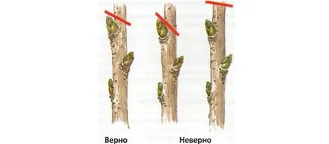 Сколько веток оставлять на смородине