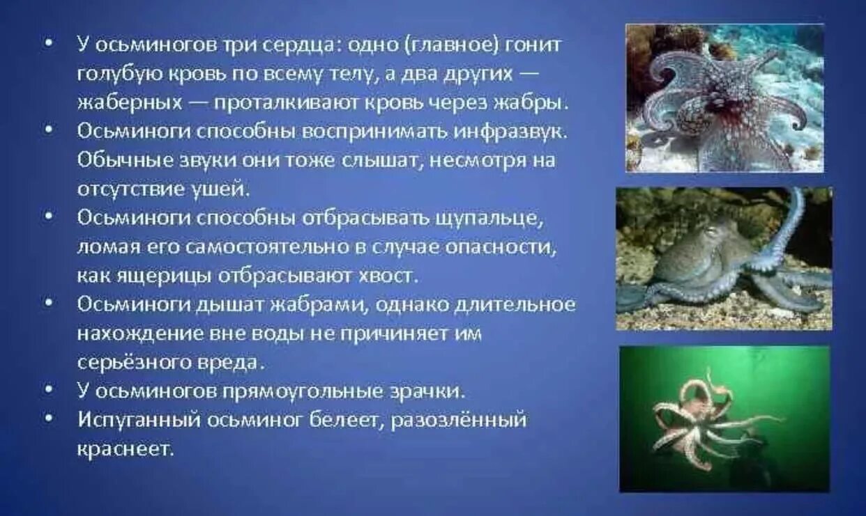 Осьминог интересные факты. Осьминог интересные факты. Осьминог описание для детей. Осьминог интересные факты. Осьминог для презентации.