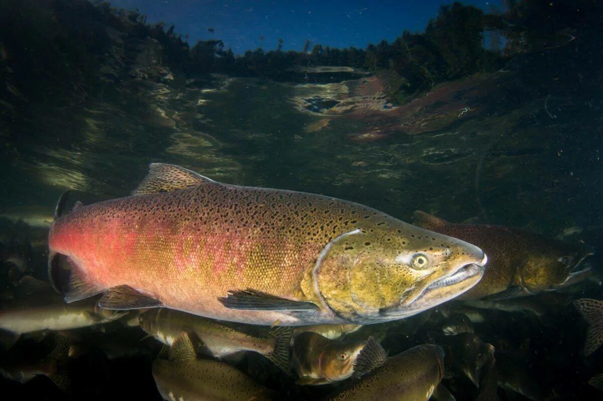 Крупные лососевые рыбы. Чавыча Oncorhynchus tshawytscha. Кижуч (Oncorhynchus kisutch). Лосось чавыча. Чавыча форель лосось.