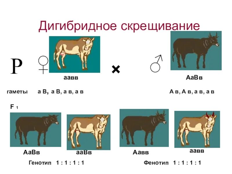Скрещивание генотипов аавв и аавв. Аавв аавв скрещивание. дигибридное скрещивание. дигибридное аавв. дигибридное скрещивание гаметы.