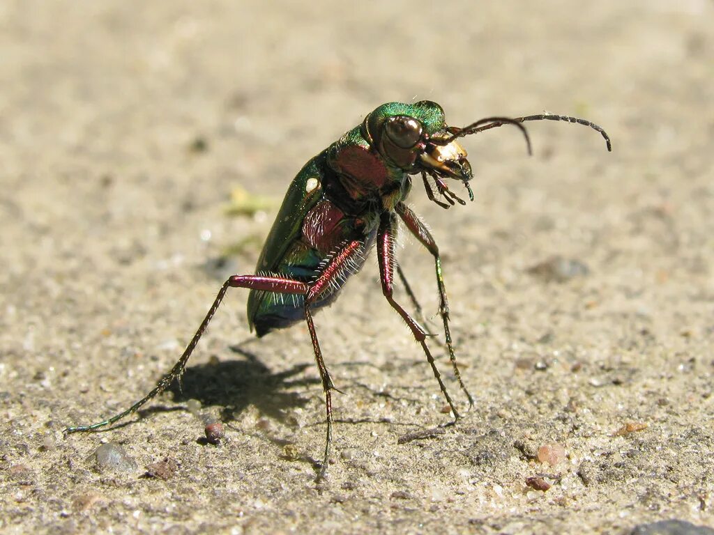 Скакун полевой Cicindela Campestris. Жук скакун полевой зеленый. Полевой скакун личинка. Скакун полевой Жук личинка.