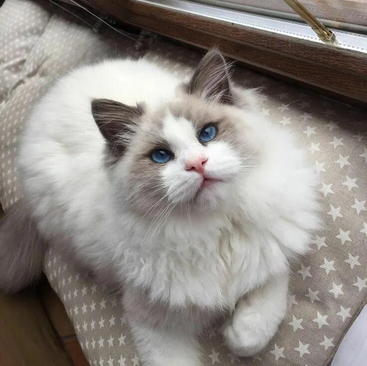 Wonderful Pic Ragdoll Cats aesthetic Strategies Baby cats, Cat aesthetic, Ragdol