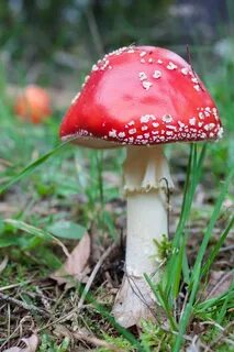 Amanita