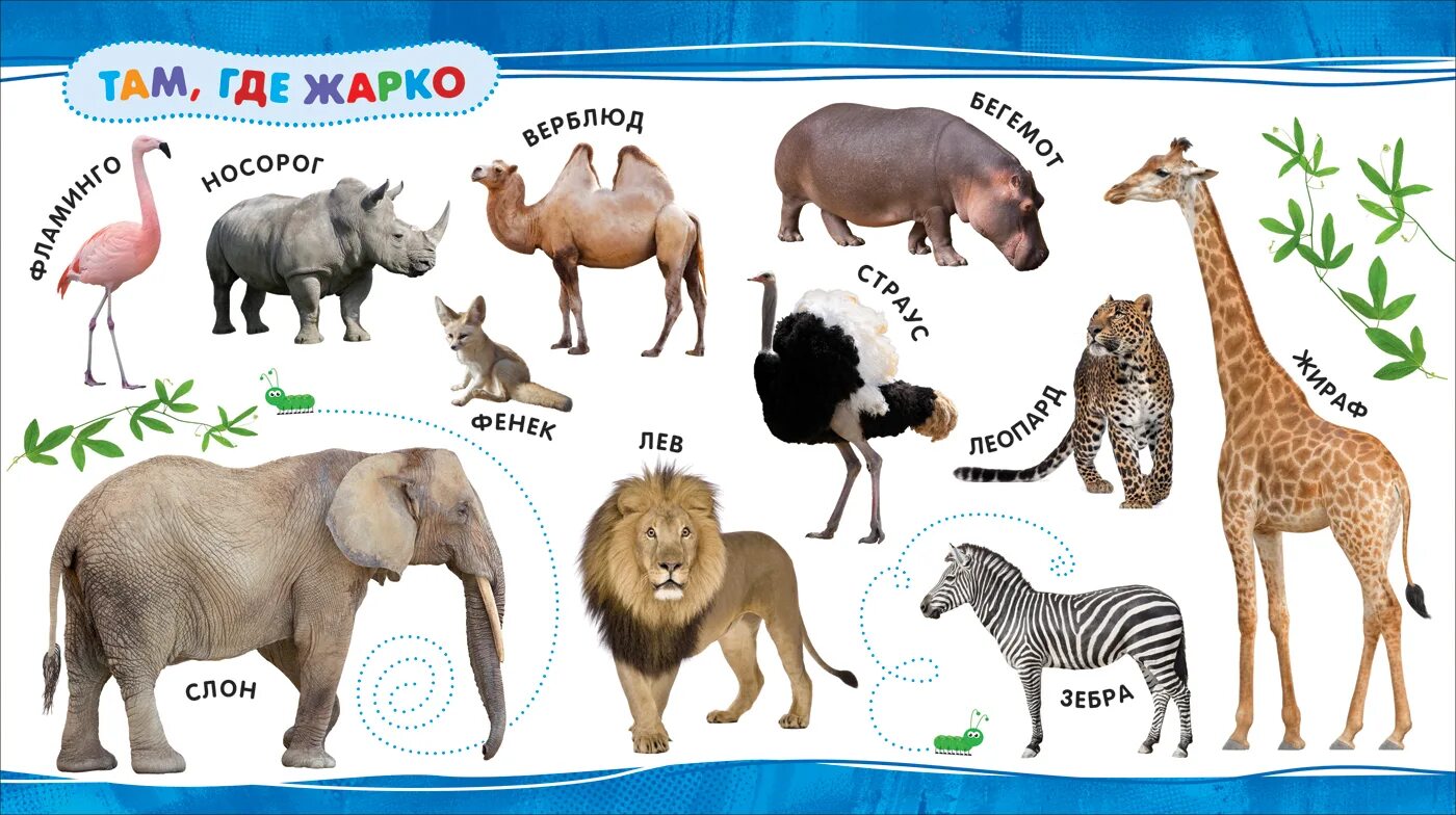 Каких животных ты знаешь. Животные которые должны знать дети. Животные которых знают дети. Животные названия. Домашние животные для детей.