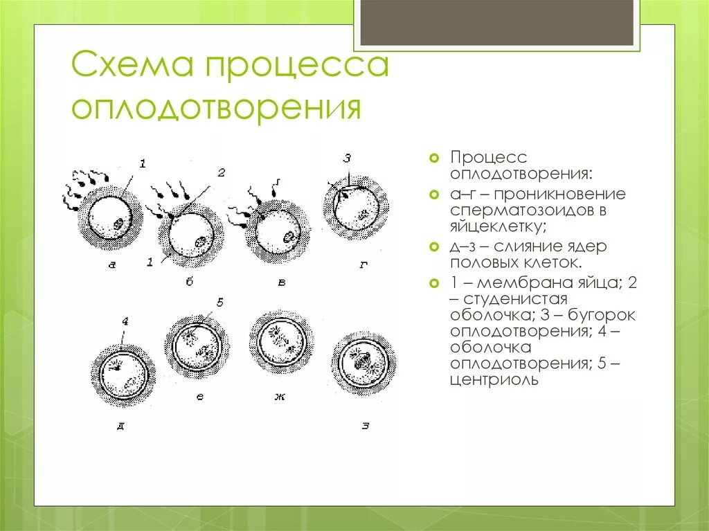 Процесс за которым следует оплодотворение. Фазы оплодотворения схема. Этапы оплодотворения схема. Стадии фазы оплодотворения. Процесс оплодотворения яйцеклетки схема.