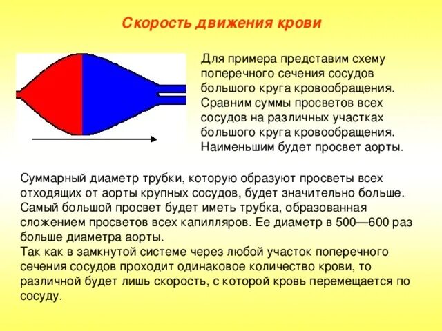 Какова зависимость изменения скорости движения крови. Скорость движения крови. Скорость движения крови в артериях. Наибольшая скорость движения крови в. Скорость крови в сосудах.