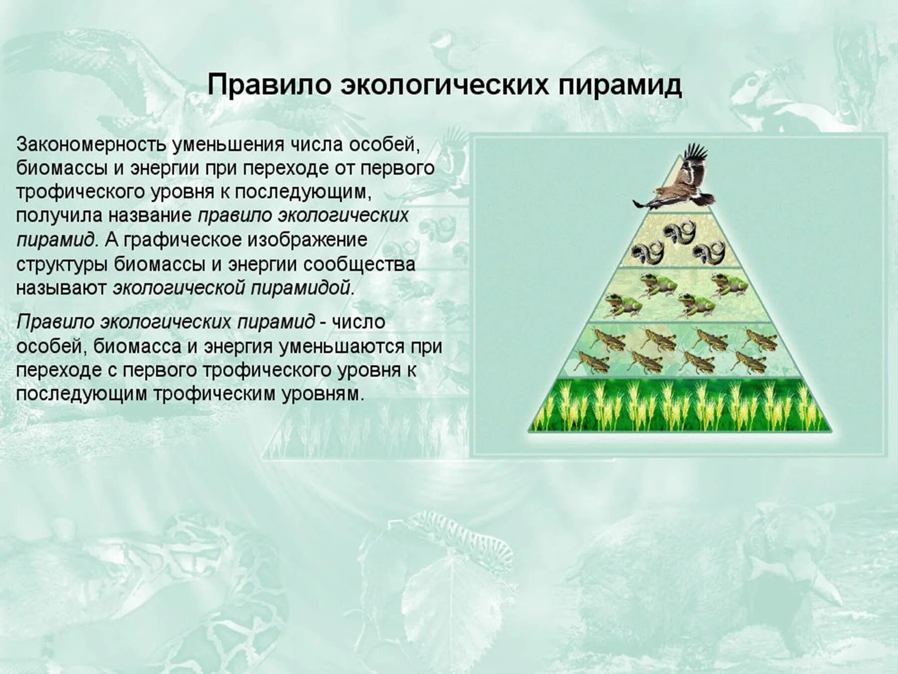 Экологическая пирамида это в биологии 11 класс. Экологические пирамиды пирамида биомасс. Экологическая пирамиы. Правило экологической пирамиды.