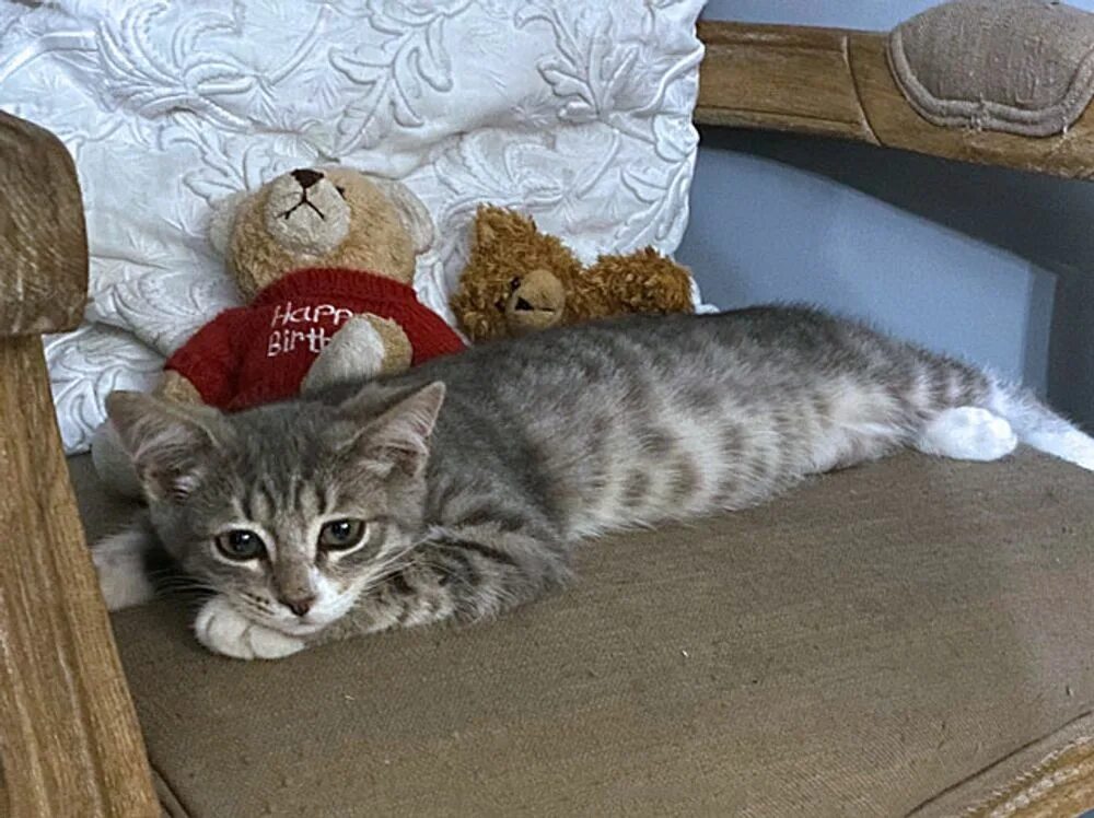 Кот лукас. Лукас котики. авито кошки лукас. lucky lukas kitten nevada. его зеленоглазое чудо.