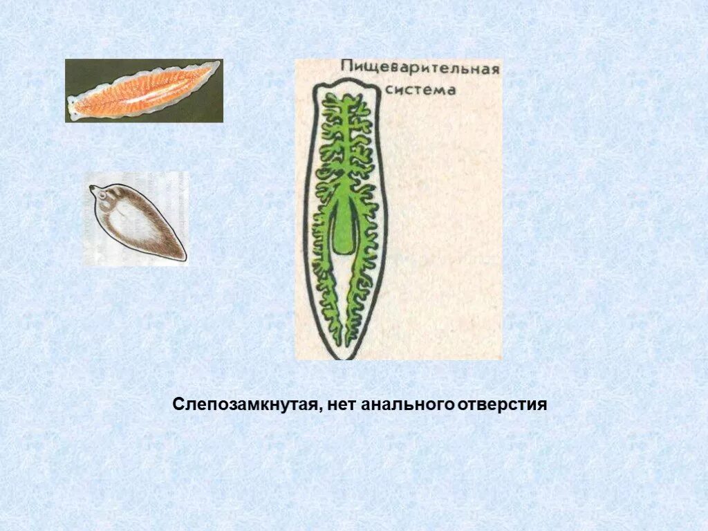 Слепо замкнутую пищеварительную систему имеют. Плоские черви слепозамкнутая пищеварительная система. Слепозамкнутая пищеварительная система у плоских червей. Слепо замкнутая пищеварительная система. Слепозамкнутый кишечник у плоских червей.