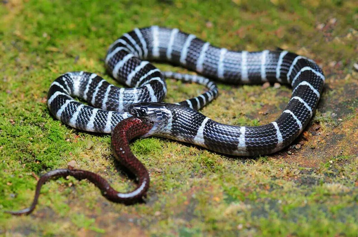 Змея 5 индийский. Южнокитайский многополосый Крайт. Малайский Крайт змея. Bungarus multicinctus. Красноголовый Крайт.